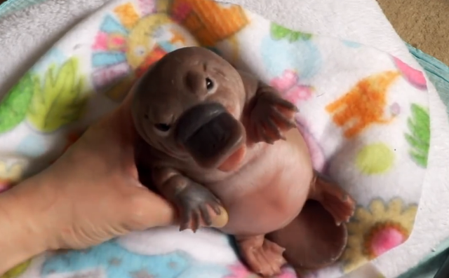 鸭嘴兽简介，鸭嘴兽简介表格式（来自远古的“三不像”）