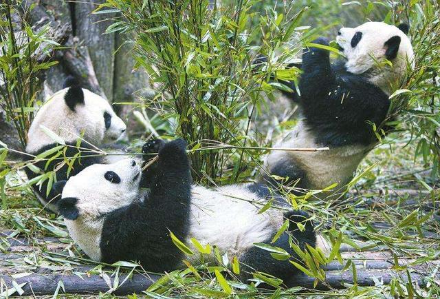 成都大熊貓繁育研究基地,是我國國寶大熊貓的棲息地.