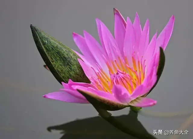 莲花的别称有哪些，莲花的别称有哪些拼音（ 太齐全太珍贵了）