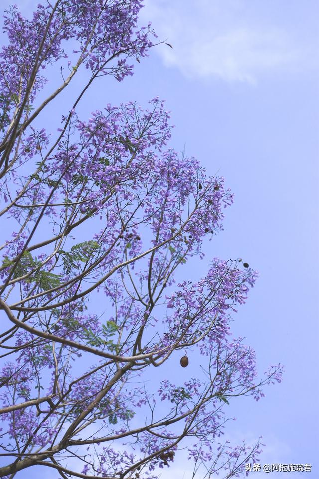 蓝花楹的花语是什么,蓝色花楹的花语(惊艳了初夏的那一抹紫)