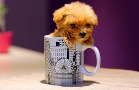 贵宾狗多少钱，最常见的6种宠物犬最新价格标准，你的狗能够卖多少钱？