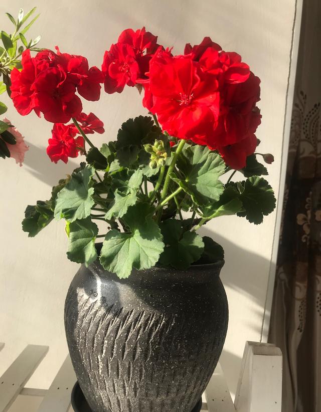大花天竺葵的形态特征和栽培详情介绍，什么品种的大花天竺葵常年开花（盆栽天竺葵“国旗红”—美丽又喜庆）