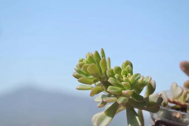 万重山变黄变软怎么办，万重山变软了怎么办（以阳光为滤镜）