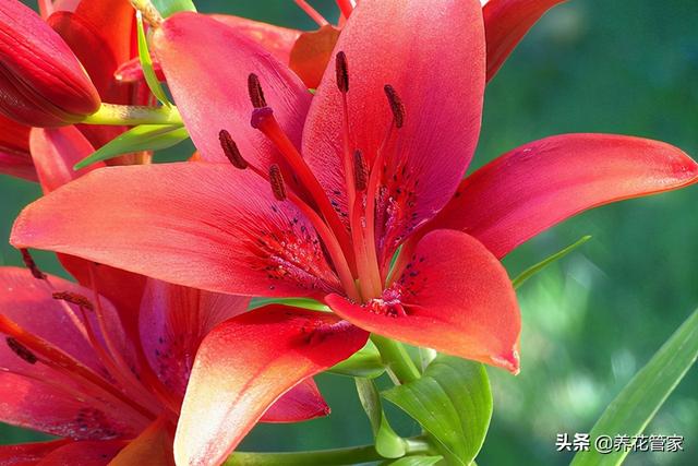 兰花能放在卧室吗，兰花冬天可以放卧室吗（这十种花，卧室不要摆放）