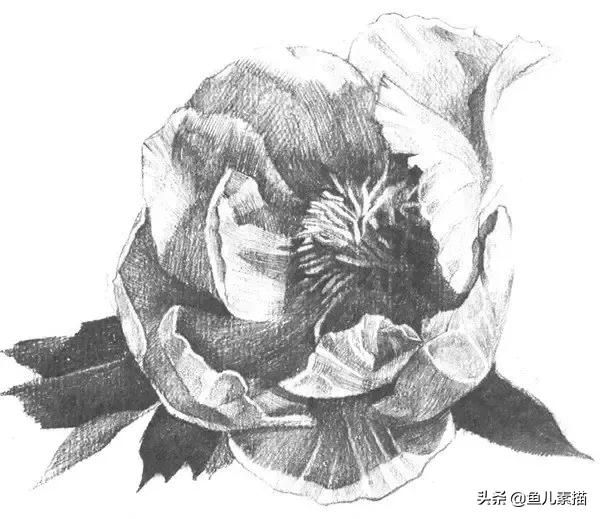 牡丹简笔画的画法，牡丹简笔画的画法图片大全（八步让你速成素描牡丹花）
