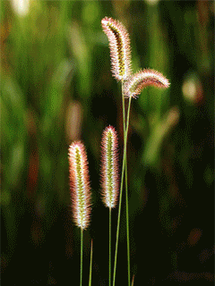 爱莫能助的莫是什么意思，爱莫能助是什么意思（带我们走进千年之美的《诗经》）