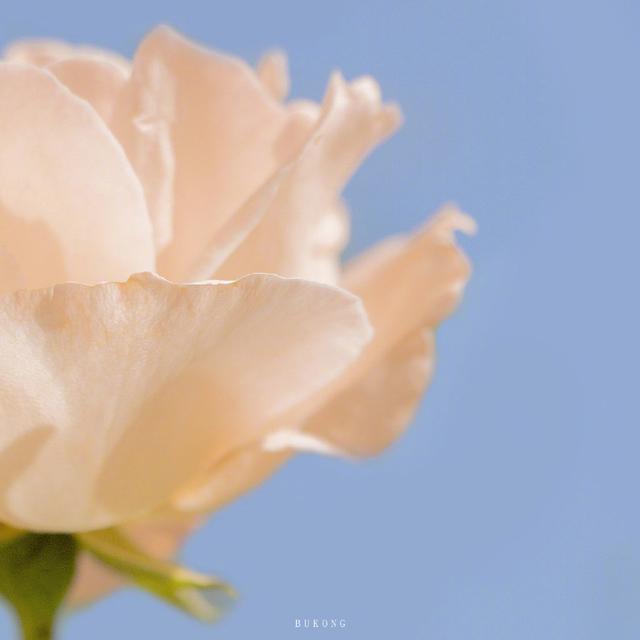 风很温柔 花很浪漫 你很特别 我很喜欢 .，微信头像，风很温柔 花很浪漫 你很特别 我很喜欢 .（唯美花朵头像，请收下）