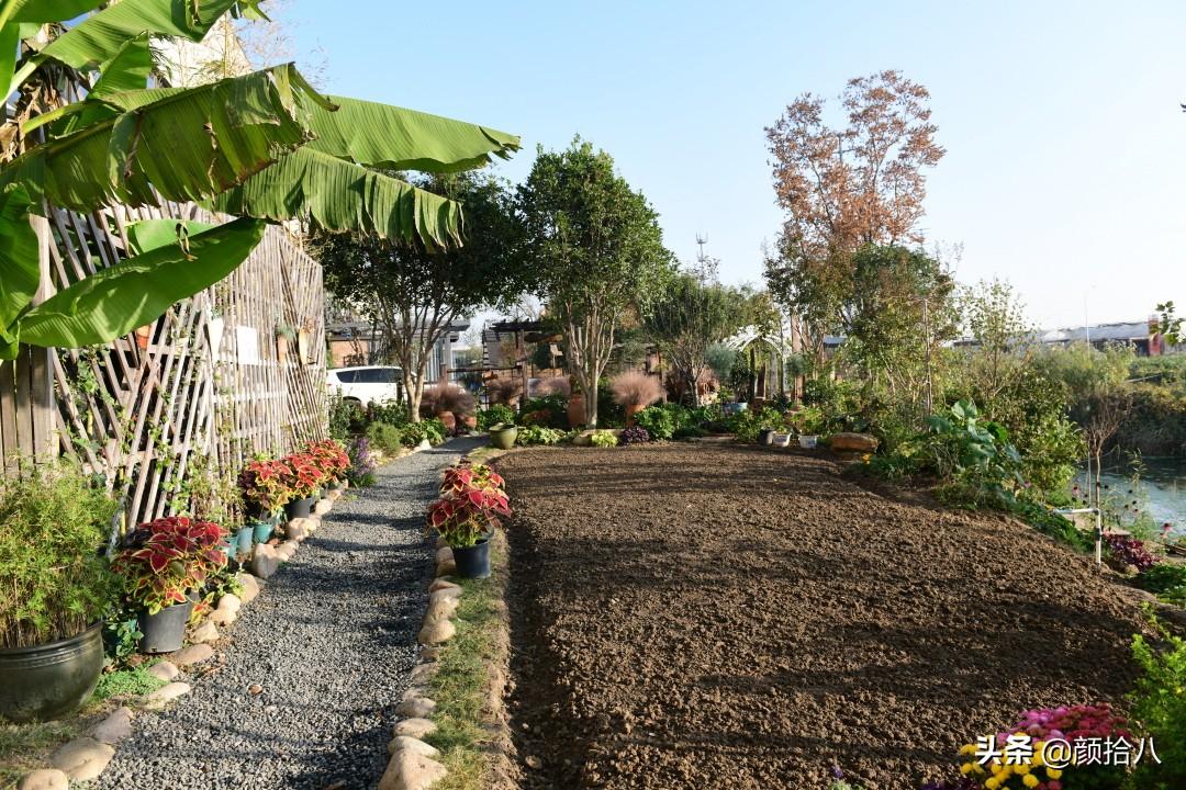 角堇一年开几次花，角堇一年生吗（一整面风车茉莉的花墙被拆掉了）