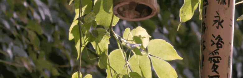 九百九十九朵玫瑰简谱，冲动的惩罚简谱（中国台湾省女歌手卓依婷歌曲简谱补充）
