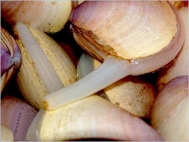 西施舌的详细区分方法，西施舌的来历（珍稀贝品  日照西施舌）