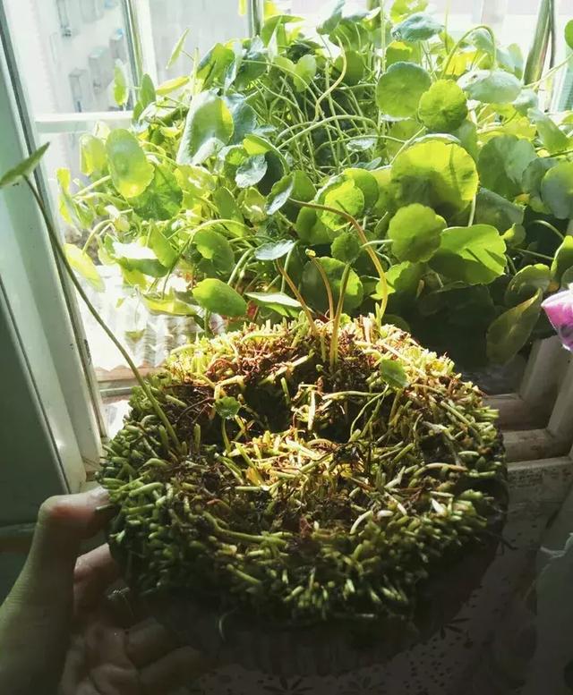 绿萝好养吗,绿萝怎样栽培(绿萝竟然排在倒数第1) 绿萝好养吗,绿萝怎样栽培(绿萝竟然排在倒数第1)