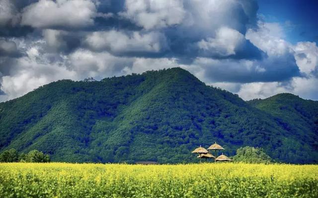 油菜花开的季节，适合家庭室内养的花与绿植（2019年全国油菜花开放时间表）