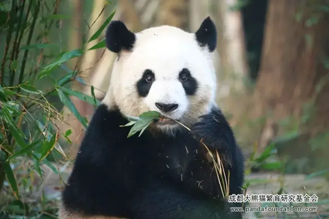 哈哈哈，精致熊猫女孩的一天。，哈哈哈哈哈第一季免费观看（，“猪猪”女孩——“雅竹”图片）