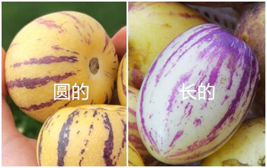 人参果长果好还是圆果好，挑“白皮”还是“黄皮”的