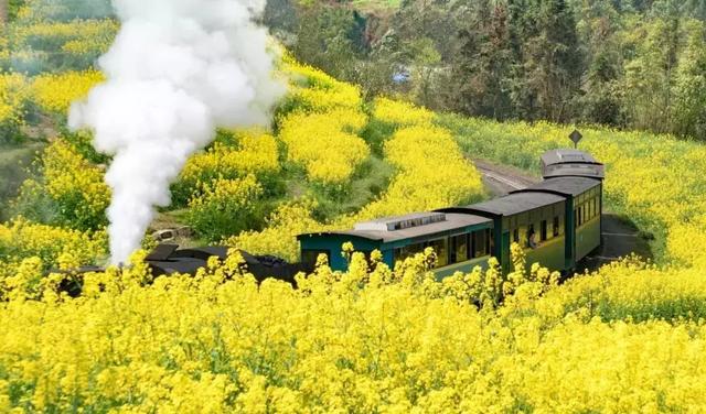 油菜花开的季节，适合家庭室内养的花与绿植（2019年全国油菜花开放时间表）