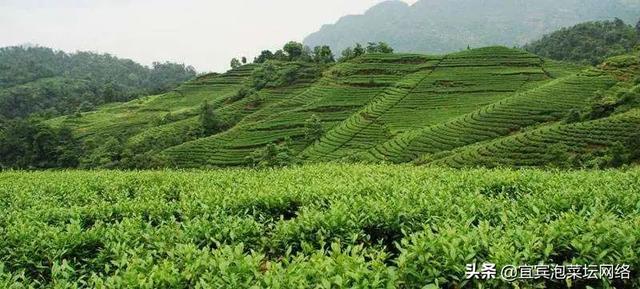 空山茶产自哪里，《三十而已》中的“空山茶”