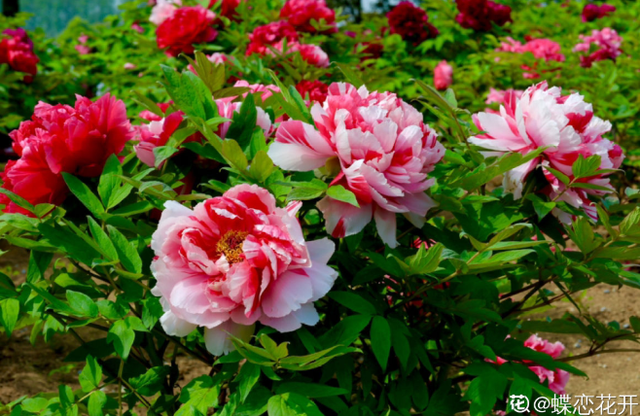 牡丹花期是幾月份,牡丹花期多長時間(牡丹的介紹)