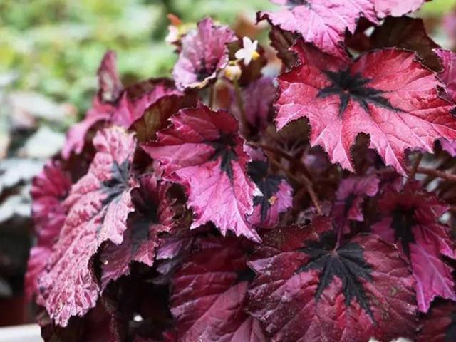 各种花的介绍资料，各种各样的花的介绍（花美叶也美的3种植物）