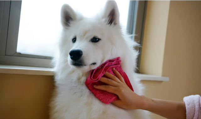 吹水机，不要再傻傻不知道了（吹水机使用方法）