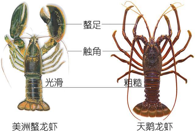 北极甜虾和普通虾的品种区别，如何鉴别对虾、罗氏虾、北极甜虾……一文解决“虾”认识