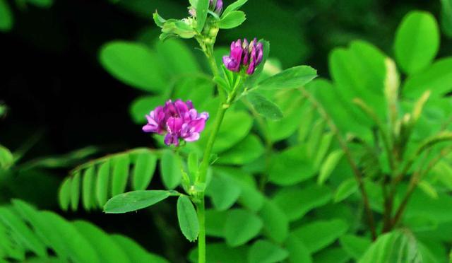木须肉的木须是什么东西，木须肉的木须是什么东西啊（为何称鸡蛋为木须）