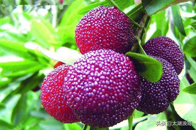 白枣吃了有什么作用急急急，白枣的营养价值及功效（开启了太湖洞庭一年的花果飘香）