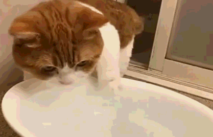 猫鼻子干怎么回事，为什么猫咪的鼻子一直是湿的