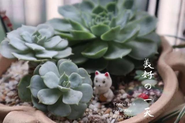 丸叶松绿怎么养，丸叶松绿的叶子可用来繁殖吗（养多肉，记名字，预防老年痴呆）