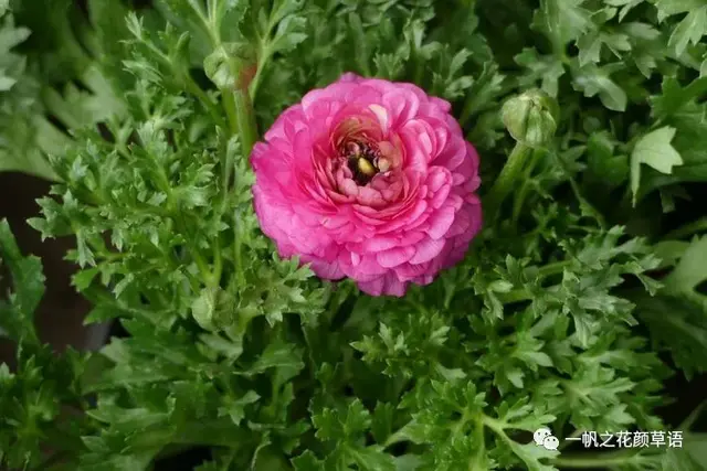 花毛茛，花毛茛<Ranunculus（花毛茛的花语）