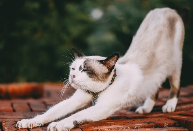 小猫的特点，猫有这几个特点（小猫的特点30字）