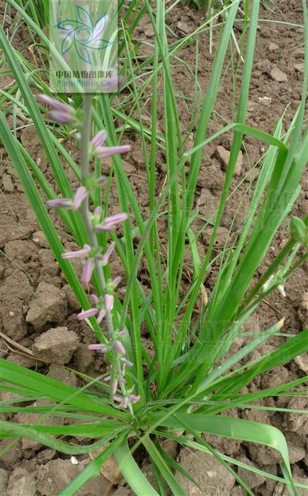 本草图经作者是谁，《本草图经》的作者（芎藭 蘼蕪 藁本）