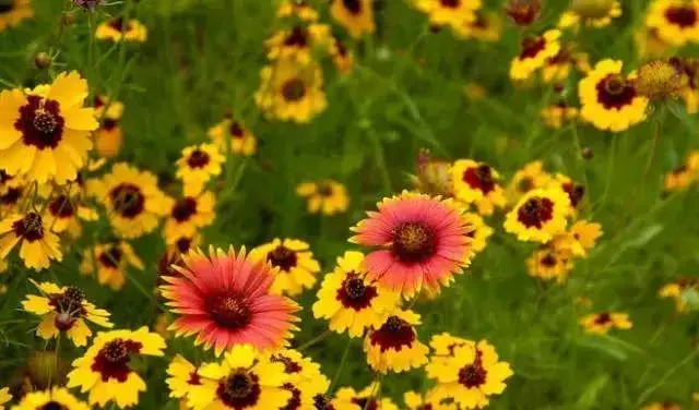 各种花开放的时间（100种常见花的花开时间附图）
