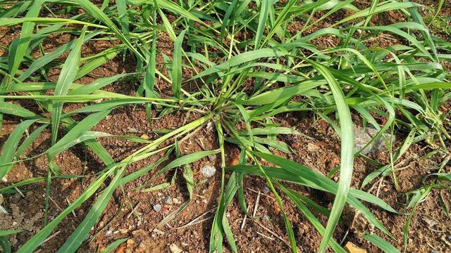 如何斗蟋蟀，如何斗蟋蟀视频（拿着斗蟋蟀是绝配）