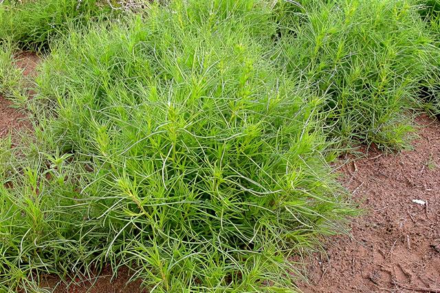 风滚草在中国叫什么，风滚草图片在中国叫什么（风滚草镇）