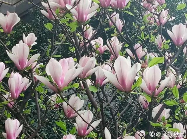 房前屋后种什么树好，在农村院前屋后必种的4种树（“5大鬼树”不要种）
