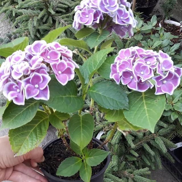 绣球花的养殖方法和注意事项，绣球花的养殖方法和注意事项冬季（盆栽也能保证年年复花）