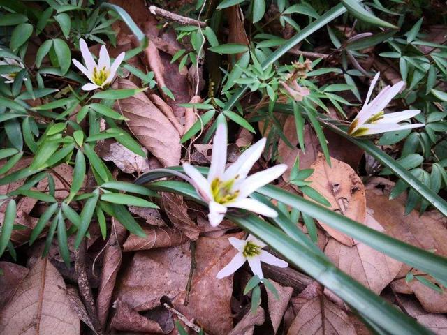 哪些人不能吃野葱，“老鸦瓣”认识的人不多