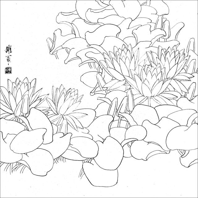 工笔荷花白描，高清工笔荷花白描 110幅