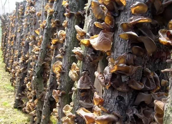 湖北土特产，宜昌特产有哪些土特产（看看有没有你爱吃的）