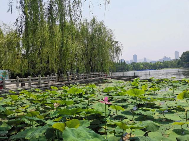 夏雨荷大明湖畔在哪里，大明湖畔的夏雨荷在哪个城市（快来跟“夏雨荷”见个面）