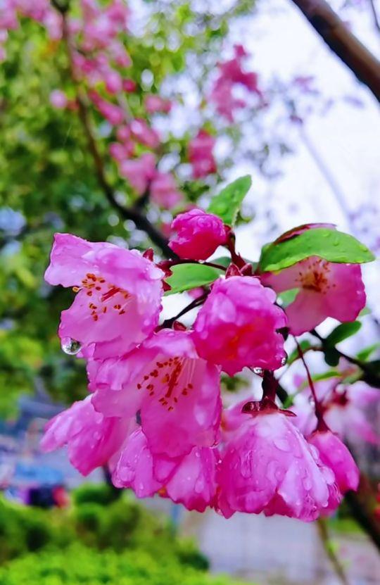 成语茶饭是什么成语，有关茶饭的成语（茶的成语妙用）