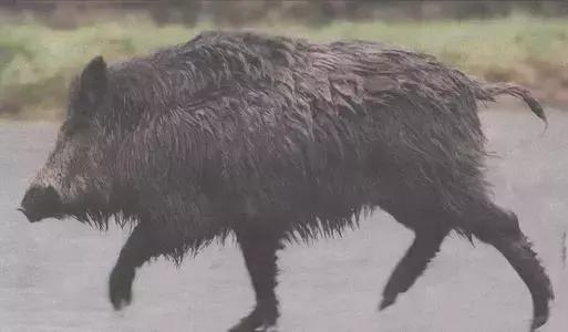 桀骜不驯是什么动物，桀骜形容什么动物（野猪才是凌然不可侵犯的生命）