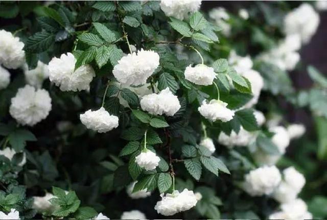 我国国花是什么花，中国国花是什么花（中国国花是什么花）