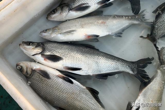 岛子鱼怎么做好吃(大庆露天集市的淡水鱼都有啥)