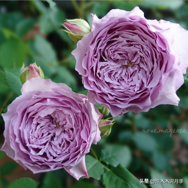 根瘤病用什么农药治，治疗根瘤病的药（月季癌症得了一个传染一大片）