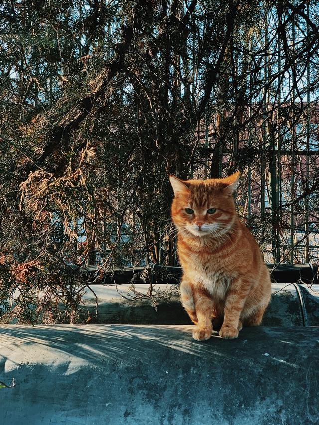 猫咪可以喝酸奶吗，猫可以喝酸奶吗（猫咪可以喝酸奶吗）