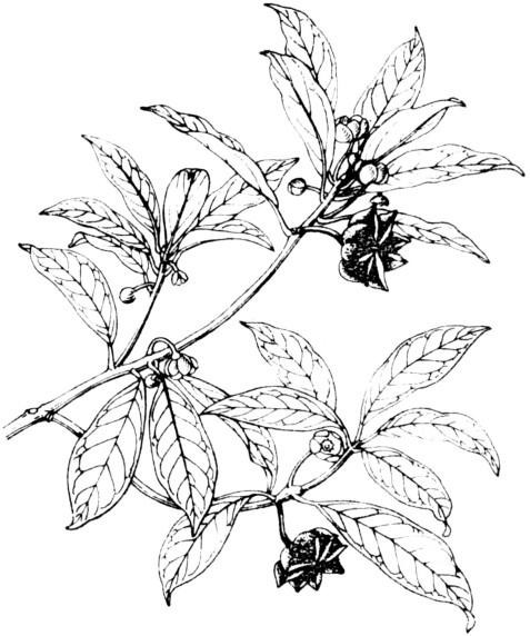 红茴香根的功效与作用，红茴香根的功效与作用及禁忌（户外有毒植物科普：红茴香）