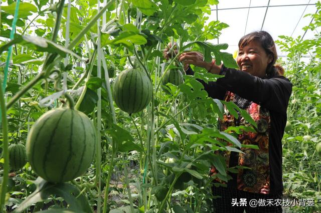 腐殖酸主要原料是什么，腐植酸的十大作用（你可能对腐植酸的认识与使用有误区）