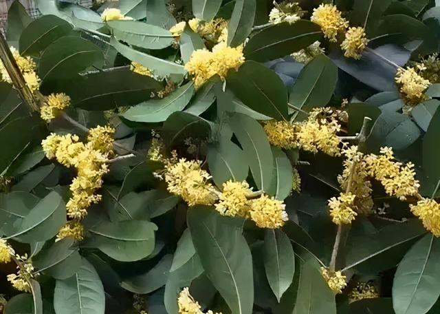 鲜桂花如何保存，蜜桂花怎么做（<教你保持金黄色不变黑>）