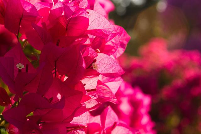 三角梅哪个品种最漂亮好看，三角梅哪个品种最勤开花？花开最美艳